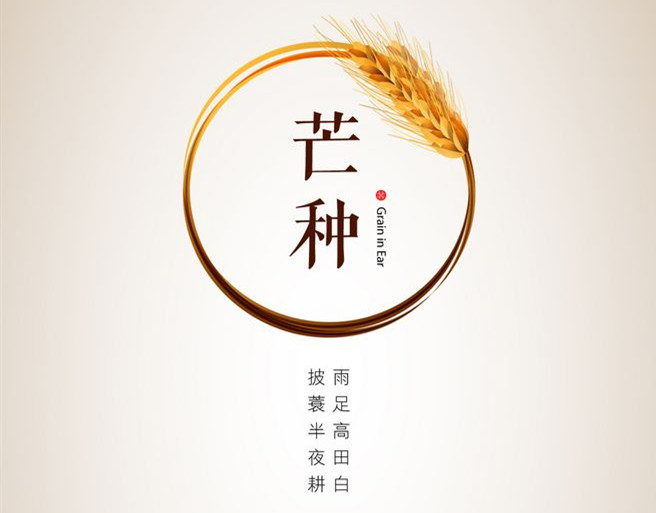 芒種丨又是一年(nián)風(fēng)吹葡浪