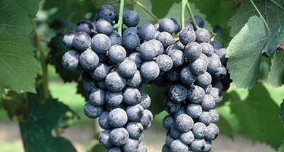 格瑞特推薦時間丨一生(shēng)要嘗的經典葡萄酒之起泡酒（藍布魯斯科(kē)）