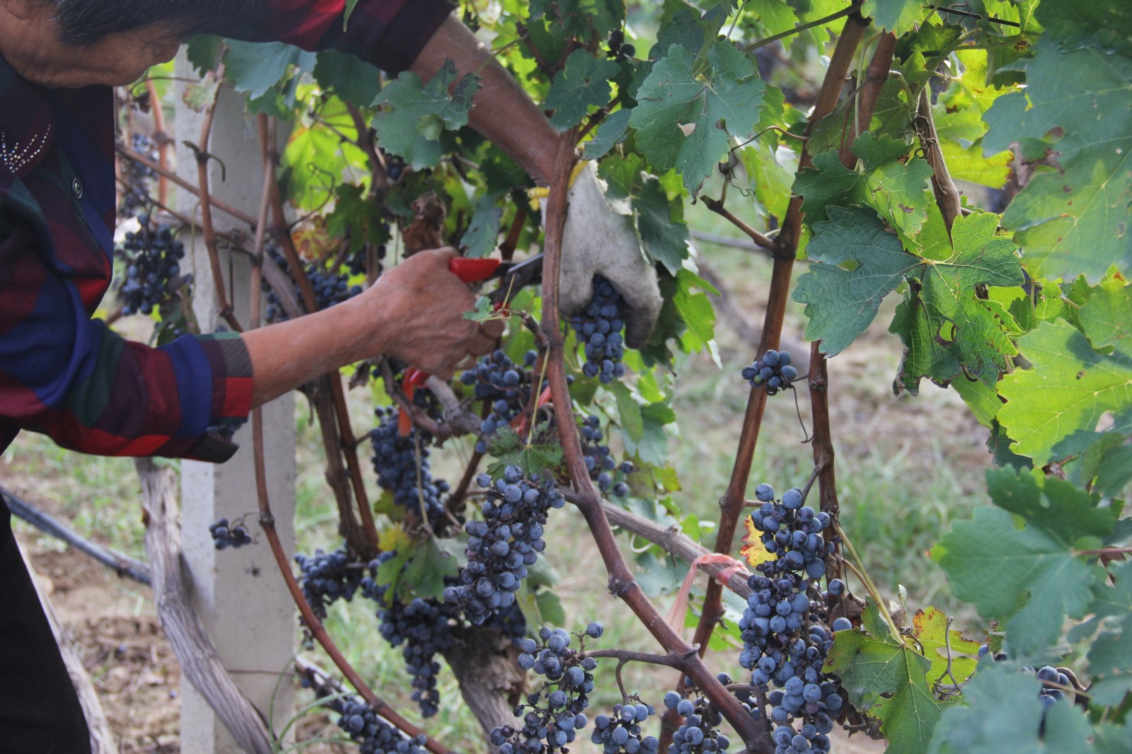 15711891981749.jpg IMG_0570_副本.jpg