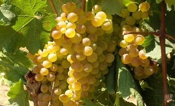 格瑞特推薦時間丨一生(shēng)要嘗的經典葡萄酒之白(bái)葡萄酒（維蒙蒂諾）