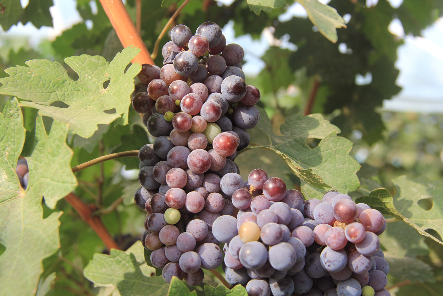 白(bái)露丨露從(cóng)今夜白(bái)，詩酒入夢來(lái)