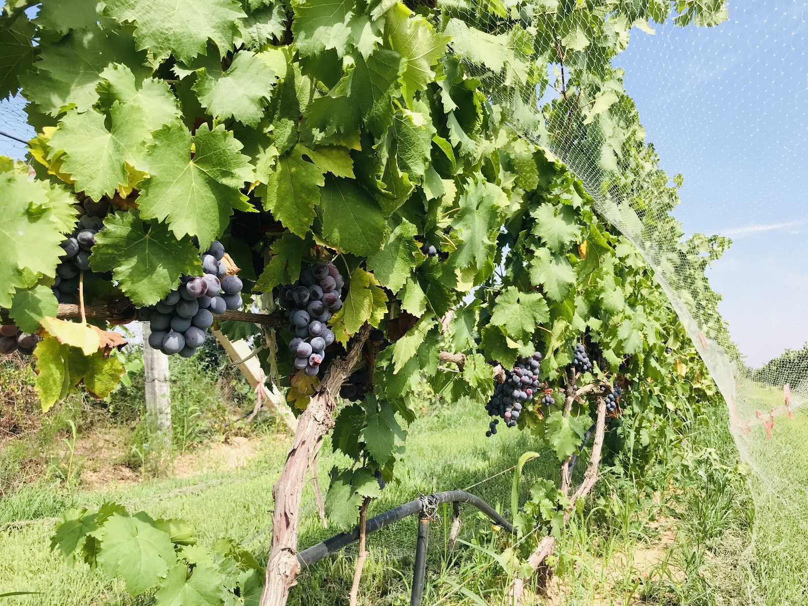 15712813863631.jpg 微信圖片_20190812172510.jpg