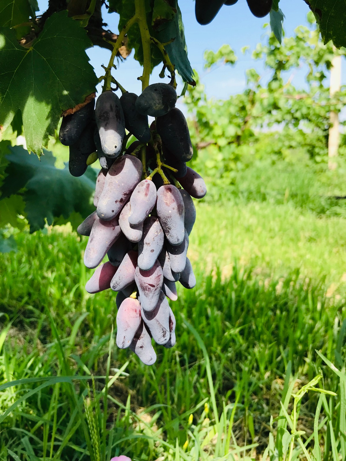 15712814398862.jpg 微信圖片_20190812172528.jpg