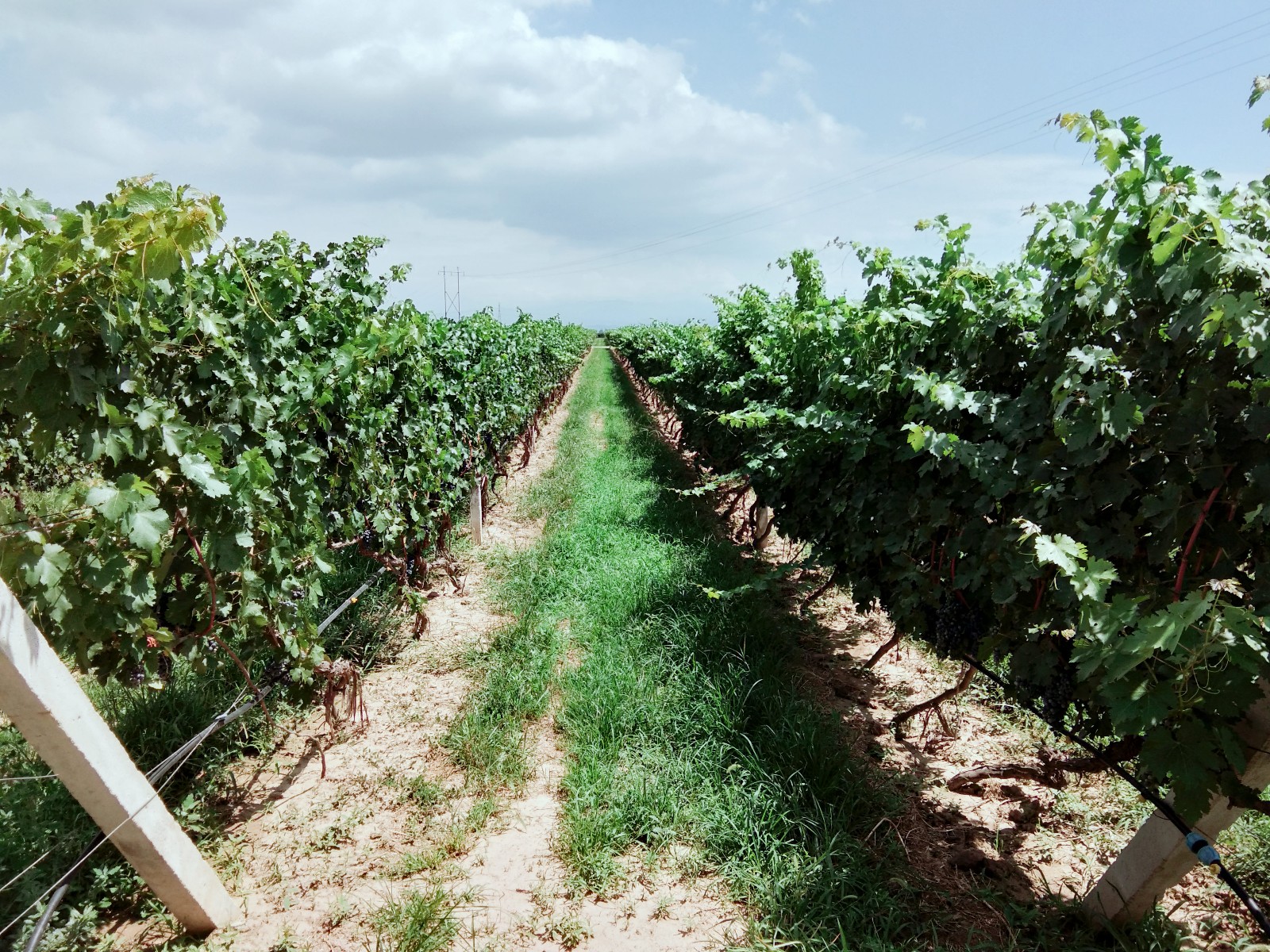 15712818916672.jpg 微信圖片_20190804161826.jpg