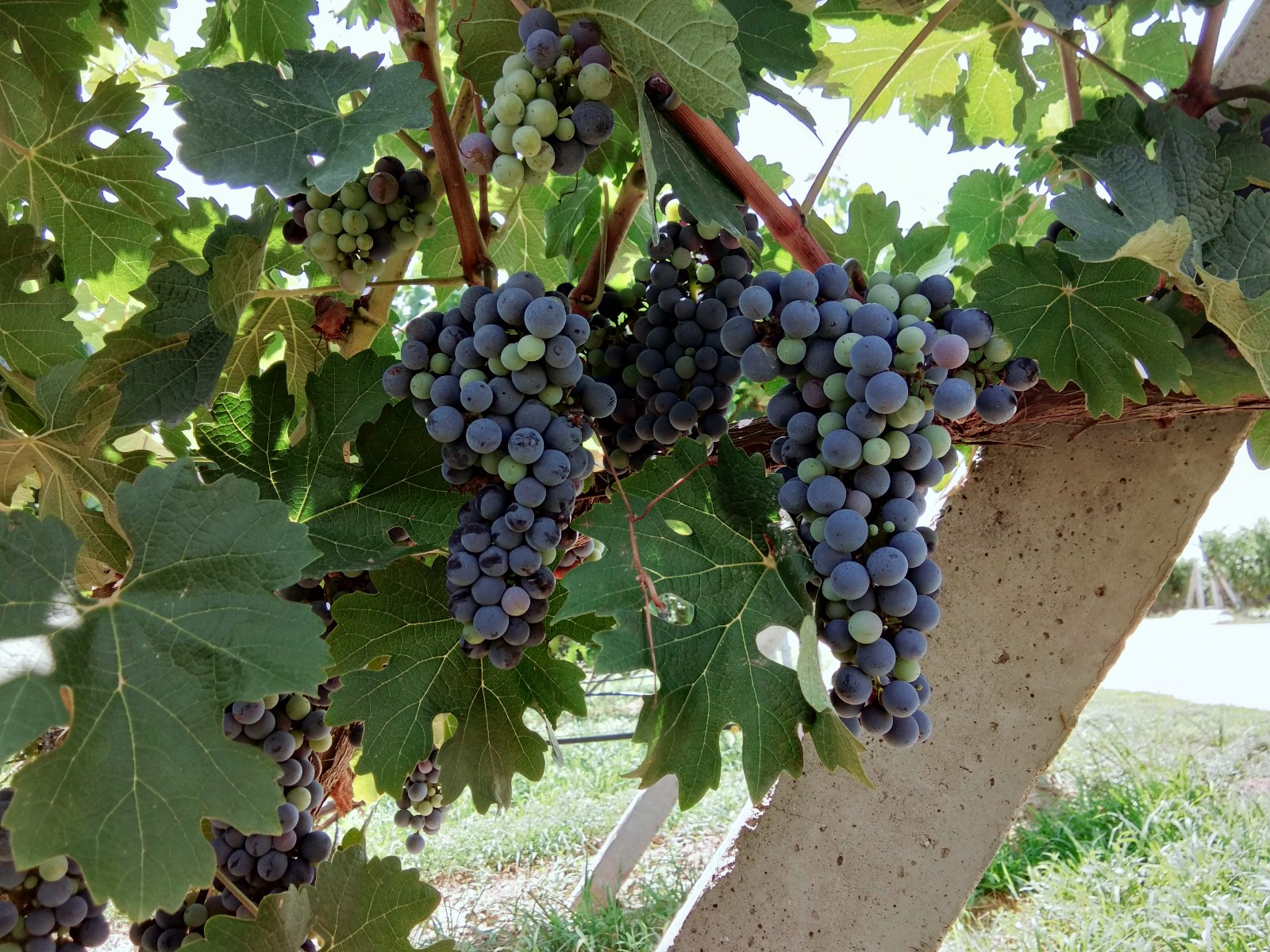 15712819145754.jpg 微信圖片_20190804161837.jpg