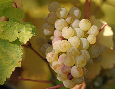 15712824253180.jpeg mp22563315_1436795553581_2.jpeg