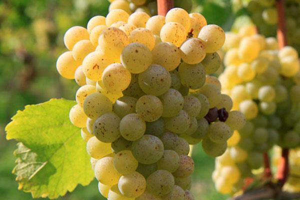 格瑞特推薦時間丨一生(shēng)要嘗的經典葡萄酒之白(bái)葡萄酒（密斯卡岱）