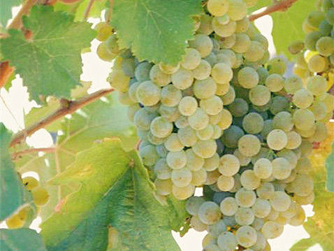 格瑞特推薦時間丨一生(shēng)要嘗的經典葡萄酒之白(bái)葡萄酒（綠維特利納）
