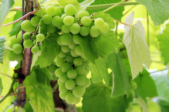 格瑞特推薦時間丨一生(shēng)要嘗的經典葡萄酒之白(bái)葡萄酒（阿爾巴利諾）