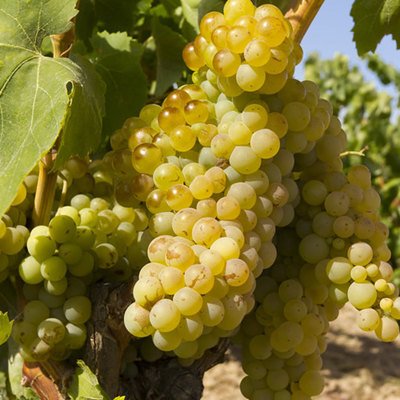 15722425436905.jpg t01c56eee022e170b2e.jpg