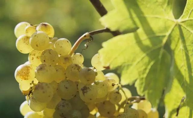 格瑞特推薦時間丨一生(shēng)要嘗的經典葡萄酒之白(bái)葡萄酒（賽美蓉）