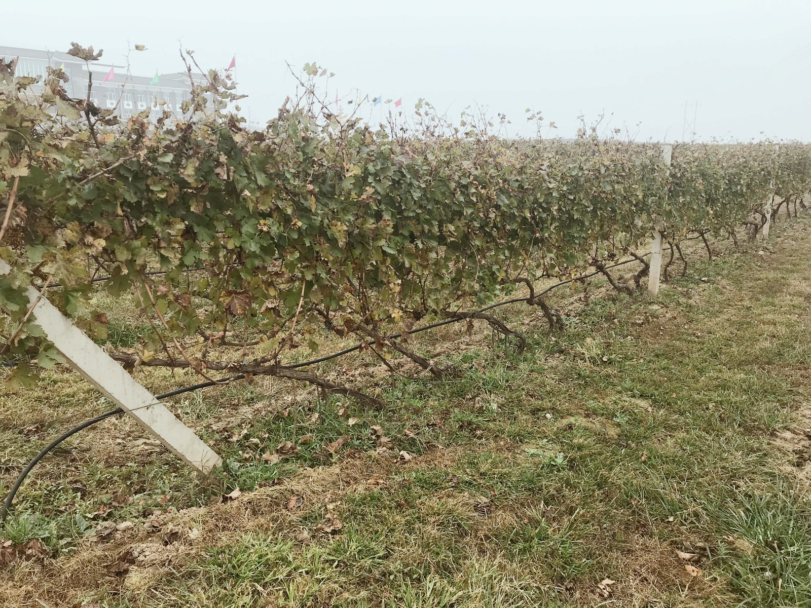 15731750503910.jpg 微信圖片_20191107103810.jpg