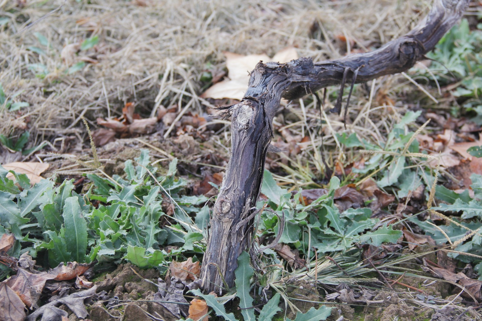 15743830502785.jpg 2.jpg