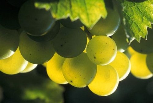 格瑞特推薦時間丨一生(shēng)要嘗的經典葡萄酒之白(bái)葡萄酒（白(bái)詩南(nán)）