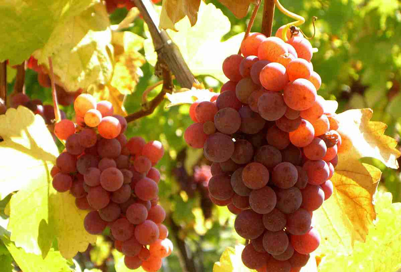 格瑞特推薦時間丨一生(shēng)要嘗的經典葡萄酒之白(bái)葡萄酒（瓊瑤漿）