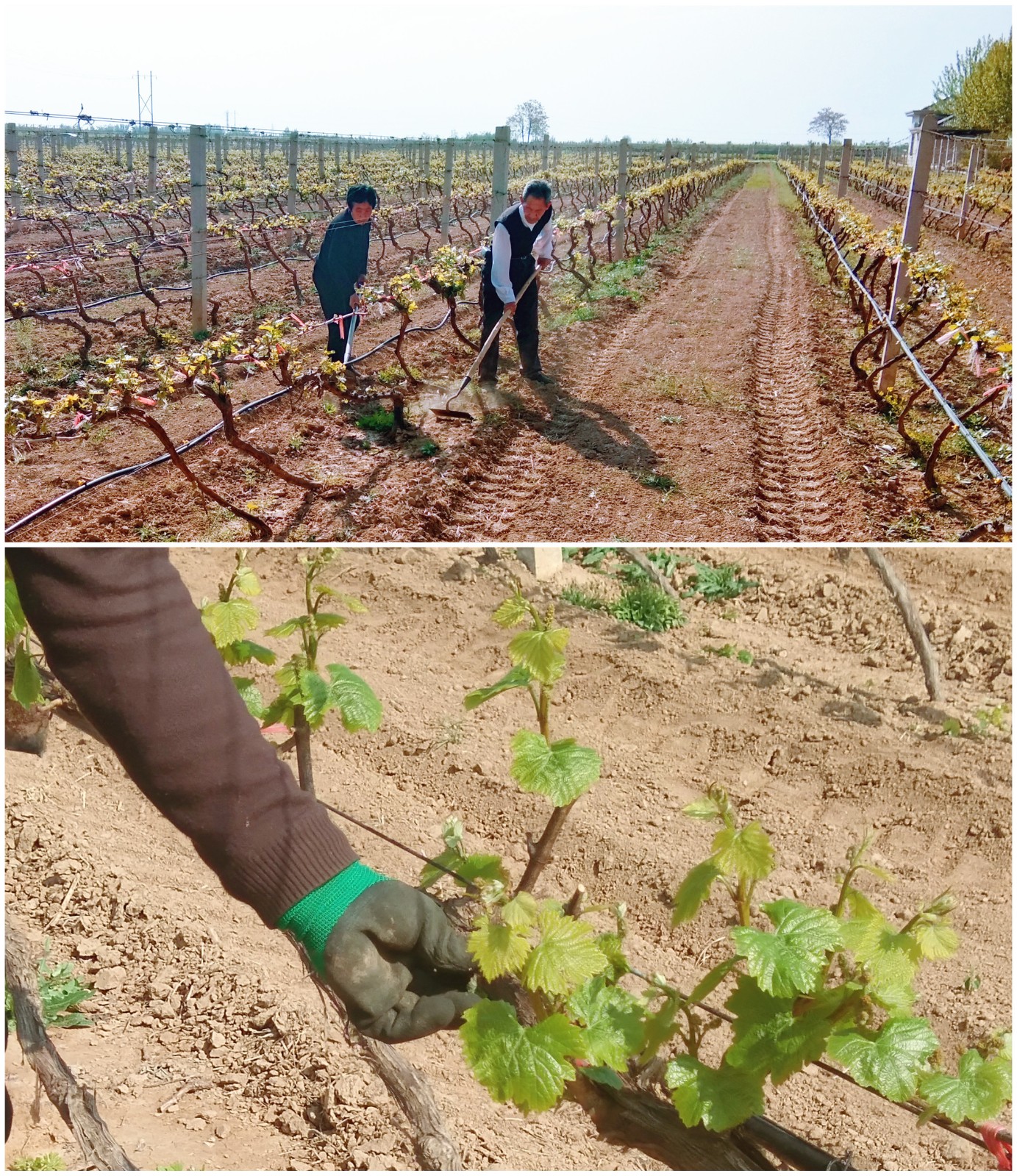 15872560515594.jpg 微信圖片_20200417160734_副本.jpg