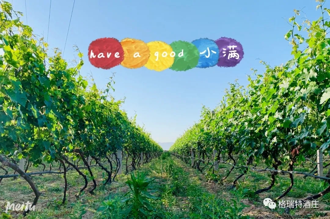 記錄小滿時節的酒莊、怎一美字了得(de)！