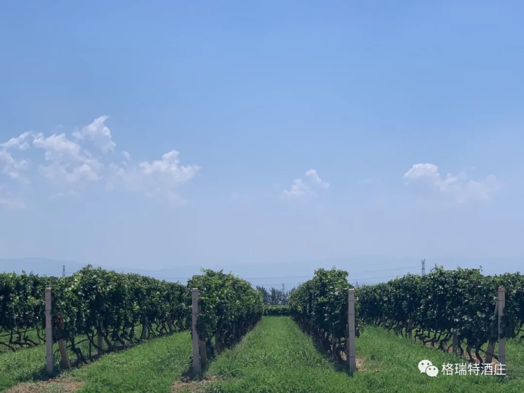祈福 • 收獲------葡萄采收工(gōng)作正式拉開帷幕