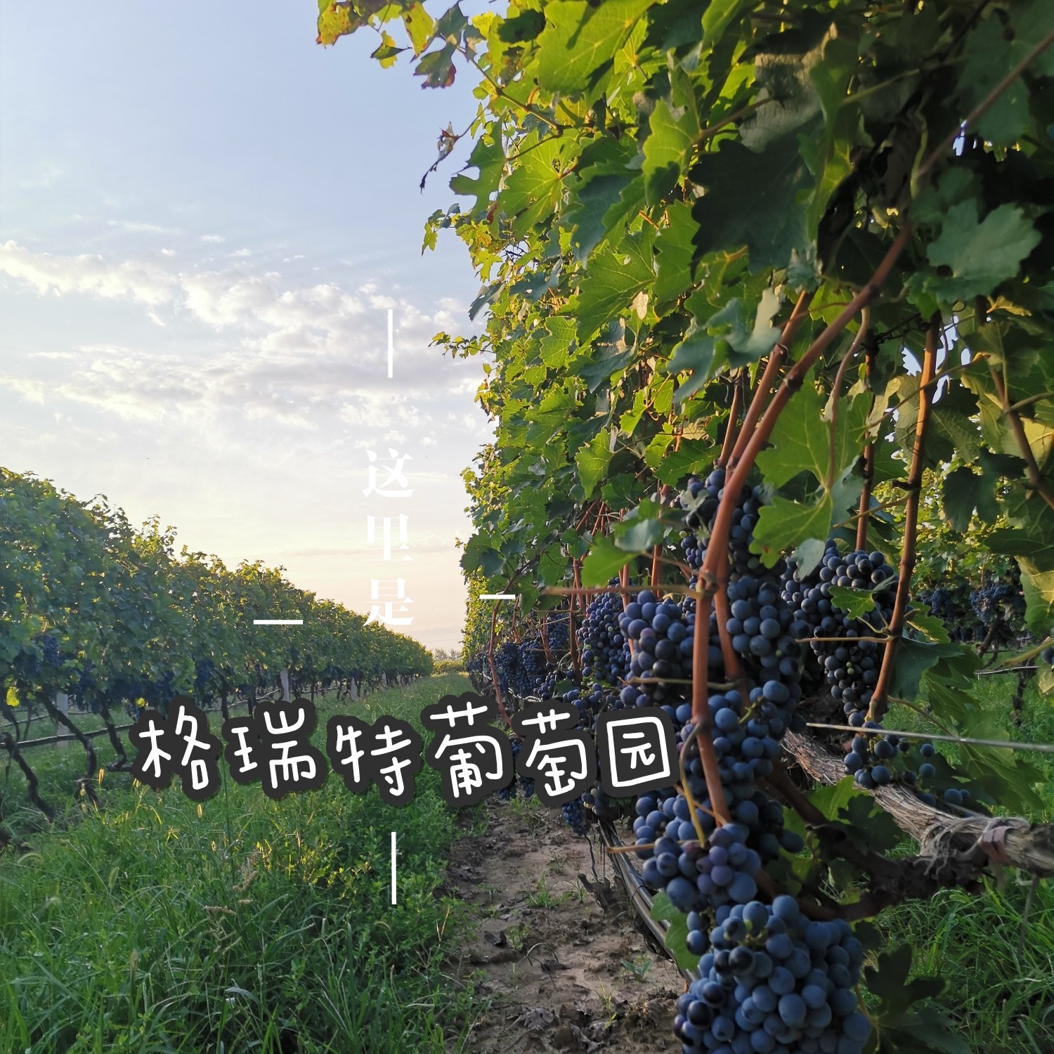 16003312124626.jpg 微信圖片_20200916155915.jpg