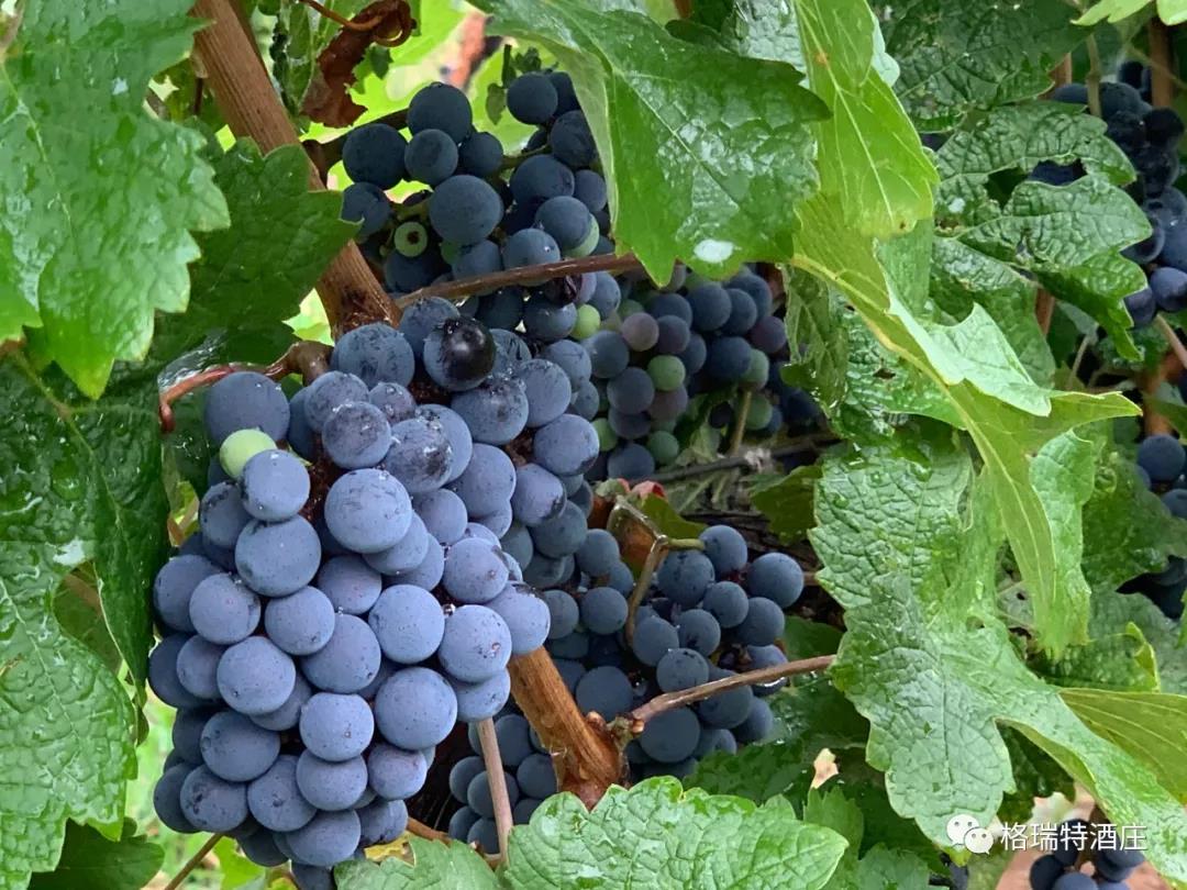 立秋：和去(qù)年(nián)相(xiàng)比，今年(nián)葡萄的變化居然這麽大(dà)？