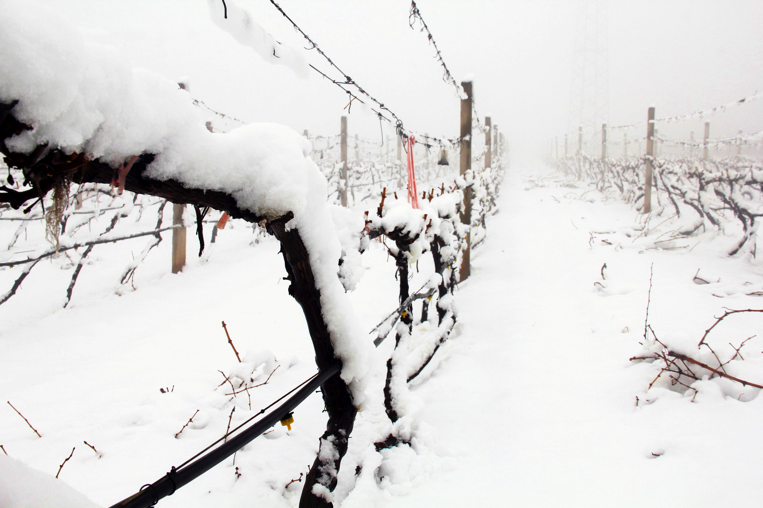 瑞雪兆豐年(nián) ▎時光(guāng)正好，歲月極美，何必覓遠(yuǎn)方