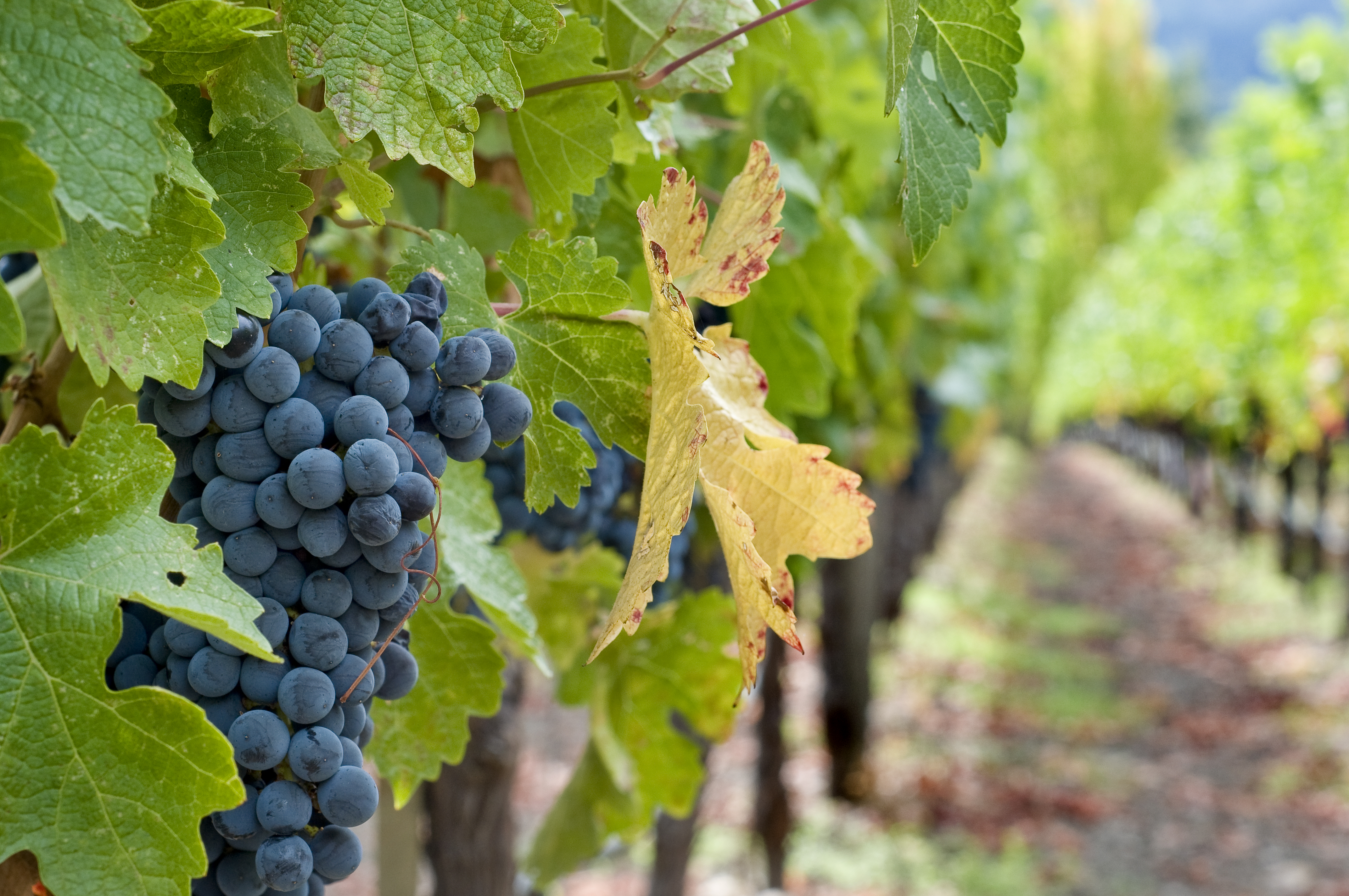 秋分(fēn) ▎晝夜相(xiàng)半，佳釀相(xiàng)伴