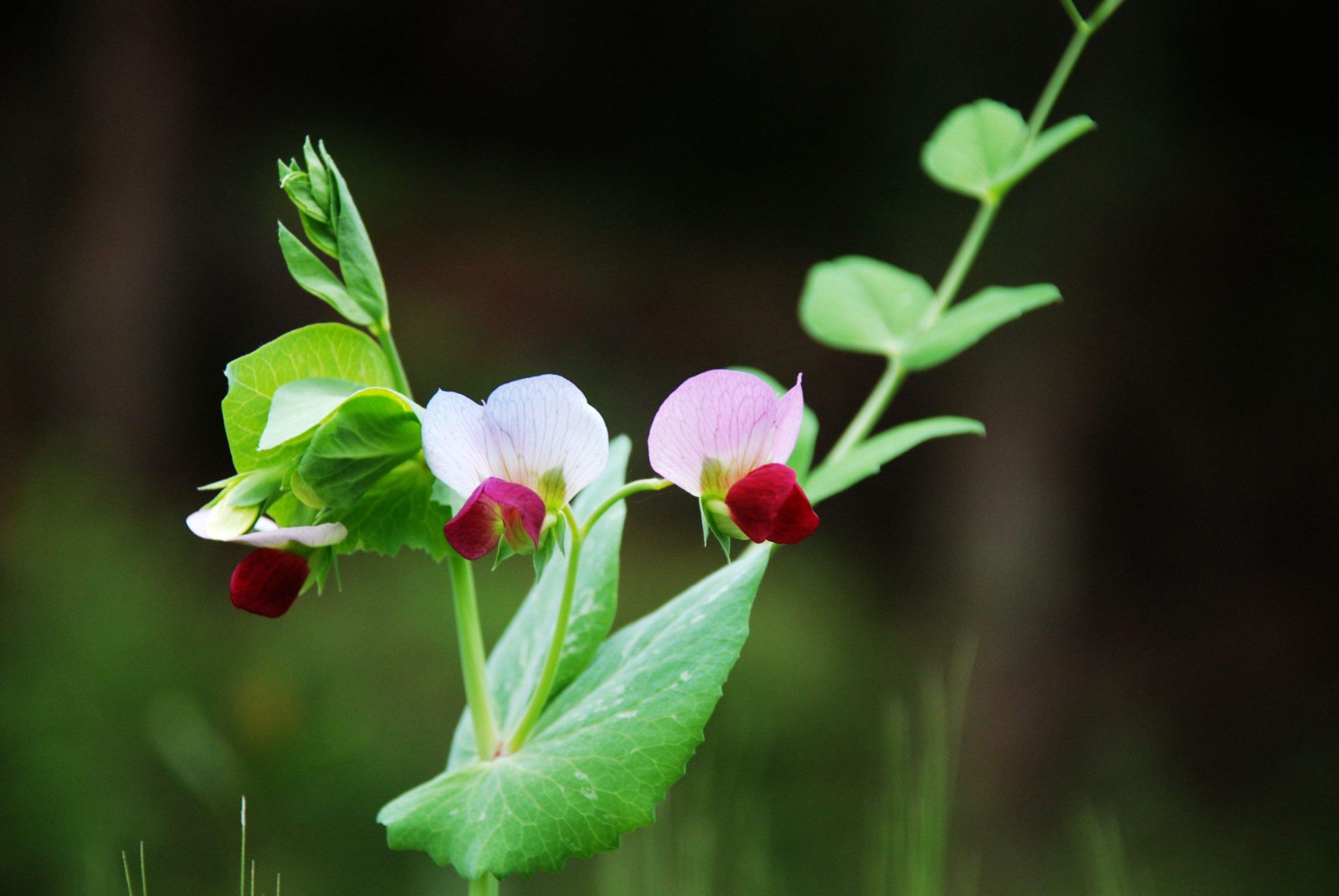 16491470985311.jpeg a08c3966489d9de01ff57f4af3811df6.jpeg