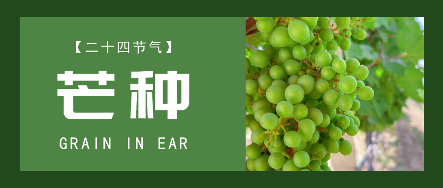 芒種 ▎忙終有獲，種得(de)其所