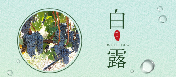 白(bái)露 ▎葡園循風(fēng)，奔赴一場秋色