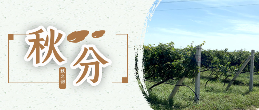 秋分(fēn) ▎秋分(fēn)載萬物，葡園話(huà)豐收