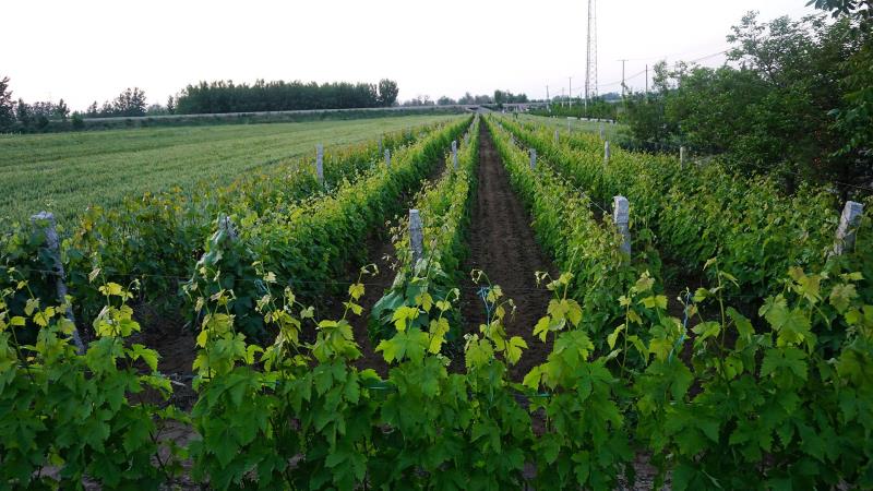 釀酒葡萄的堅強，從(cóng)根系開始~