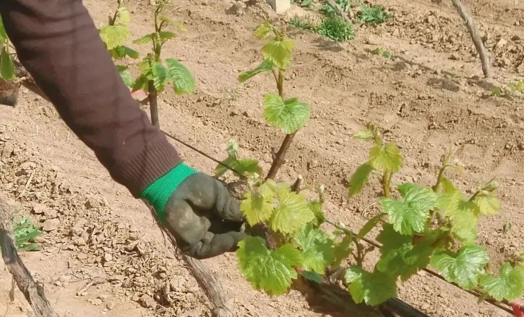 16821251967847.jpg 6403.jpg