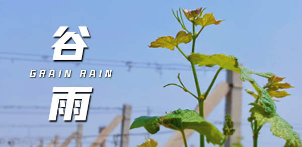 谷雨(yǔ) ▎雨(yǔ)生(shēng)百谷，萬物生(shēng)長