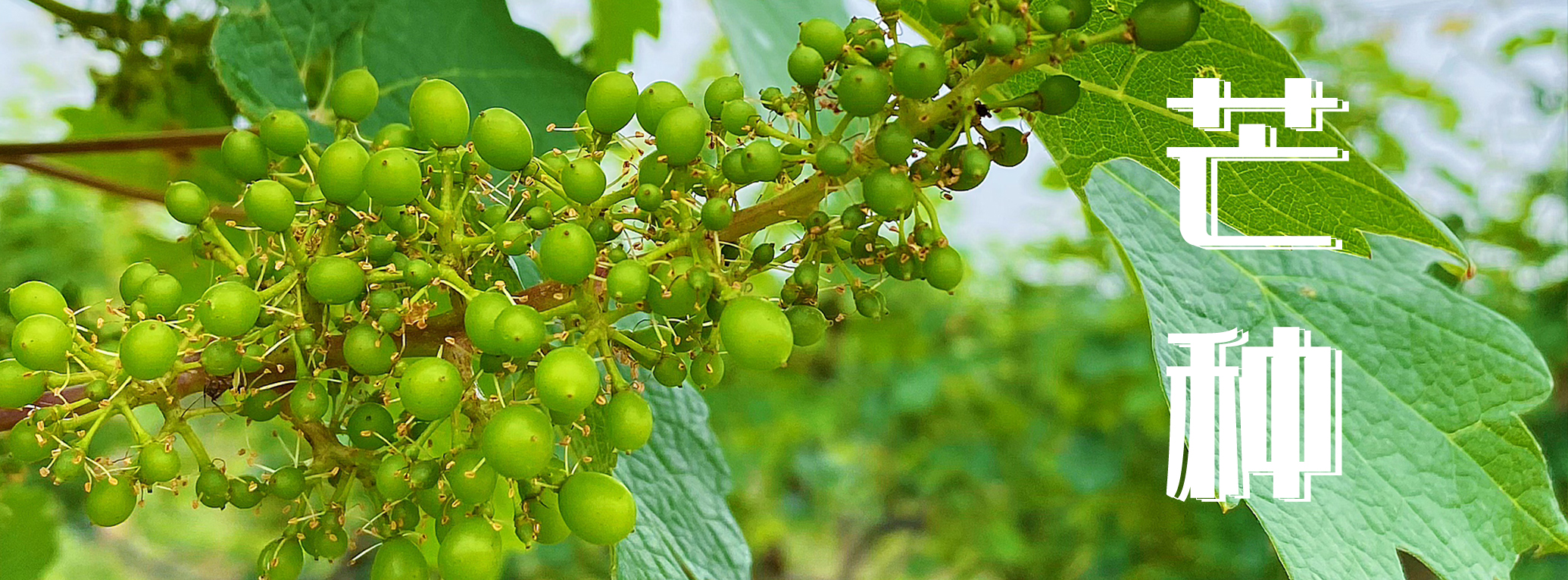 芒種 ▎有芒之種，忙有所得(de)