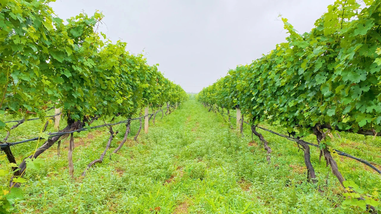 16905368243978.jpg 微信圖片_20230728173246.jpg