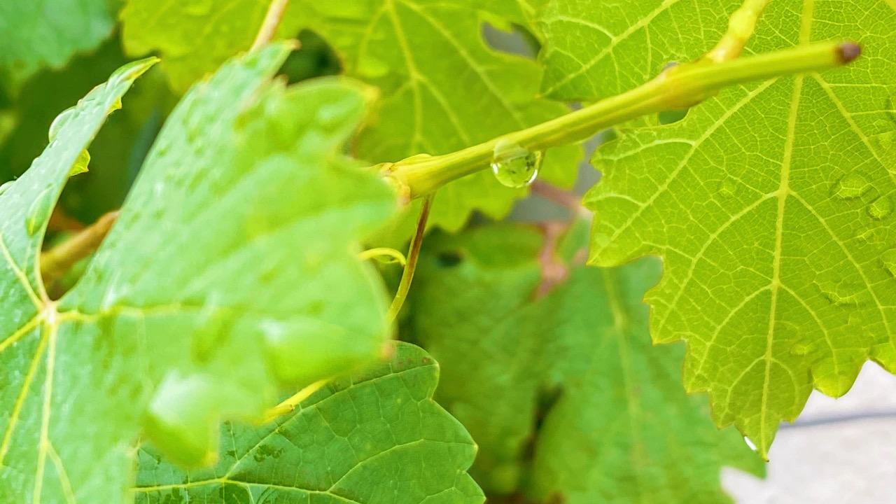 夏至 ▎萬物酣暢生(shēng)長，葡園美好悠揚