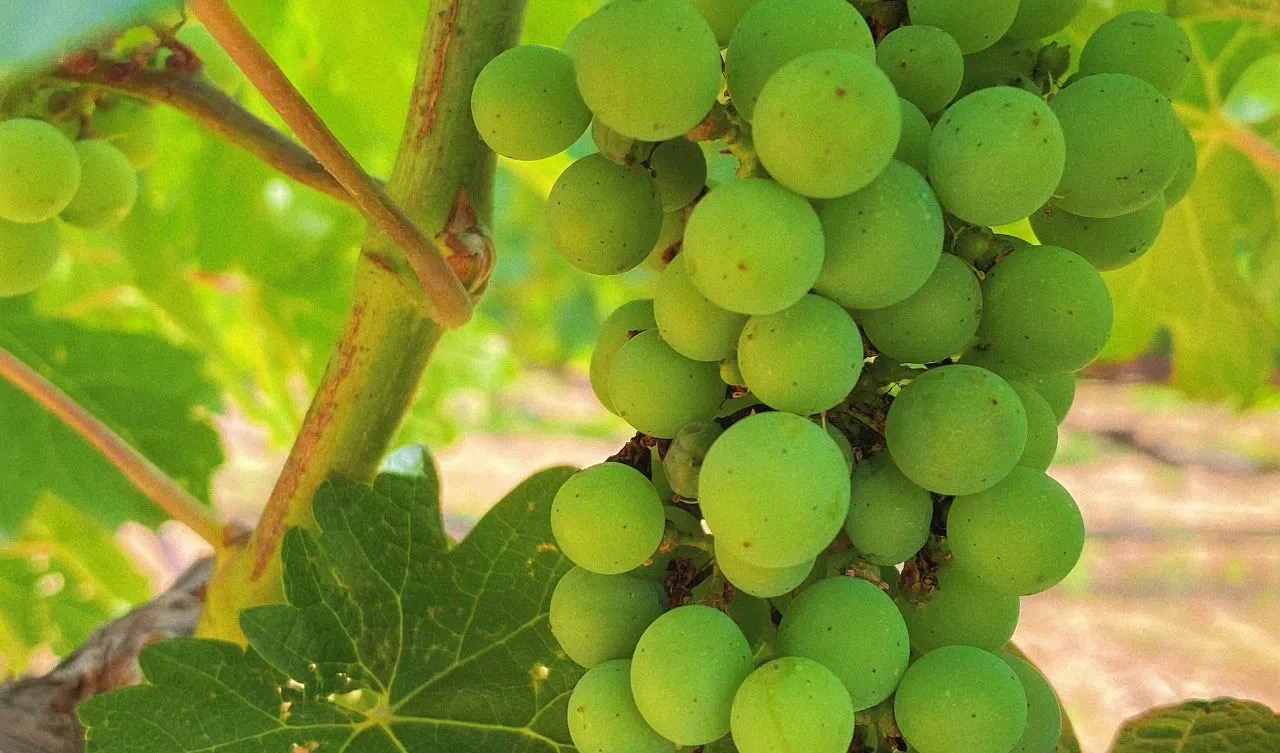 小暑 ▎微風(fēng)循來(lái)，盛夏始開