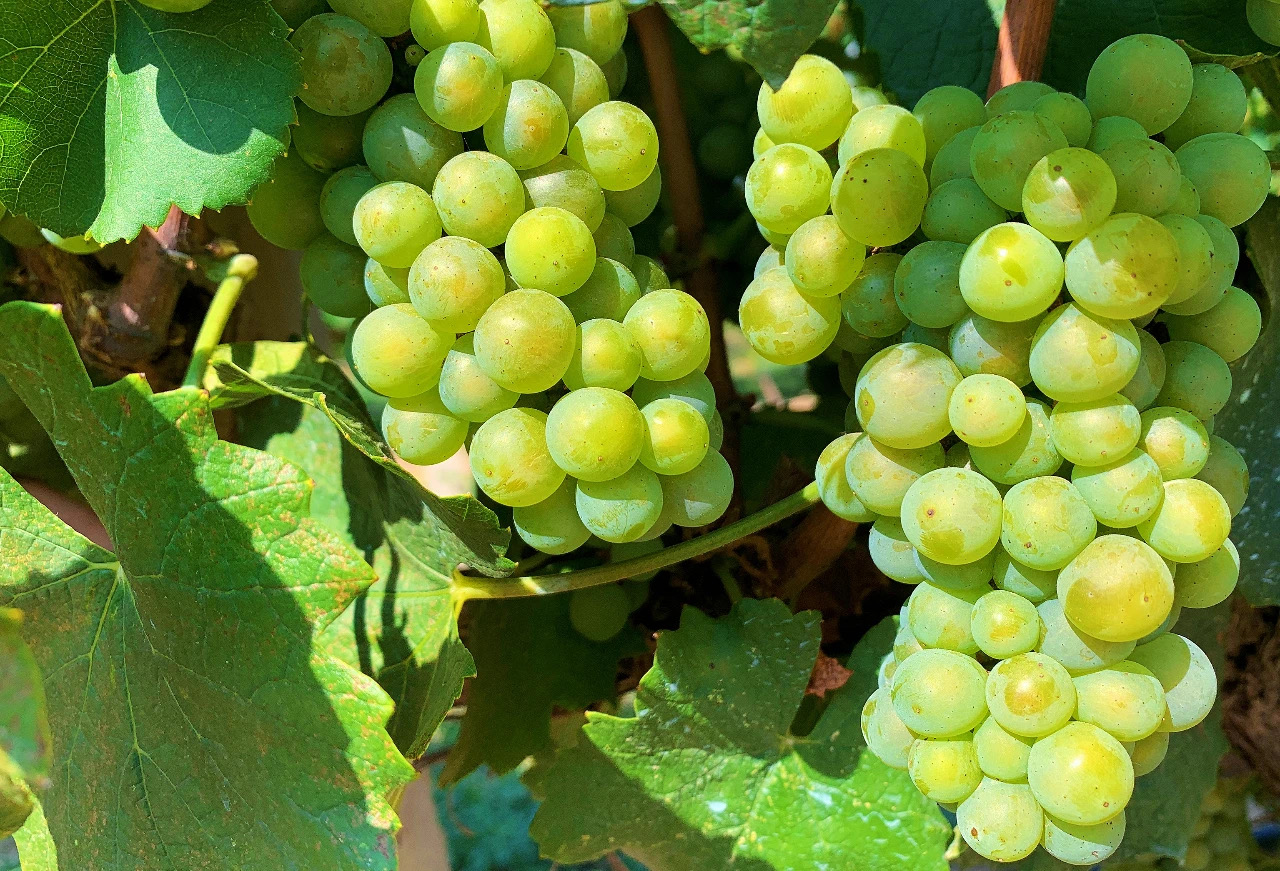 大(dà)暑 ▎暑夏熾熱(rè) 萬物盎然