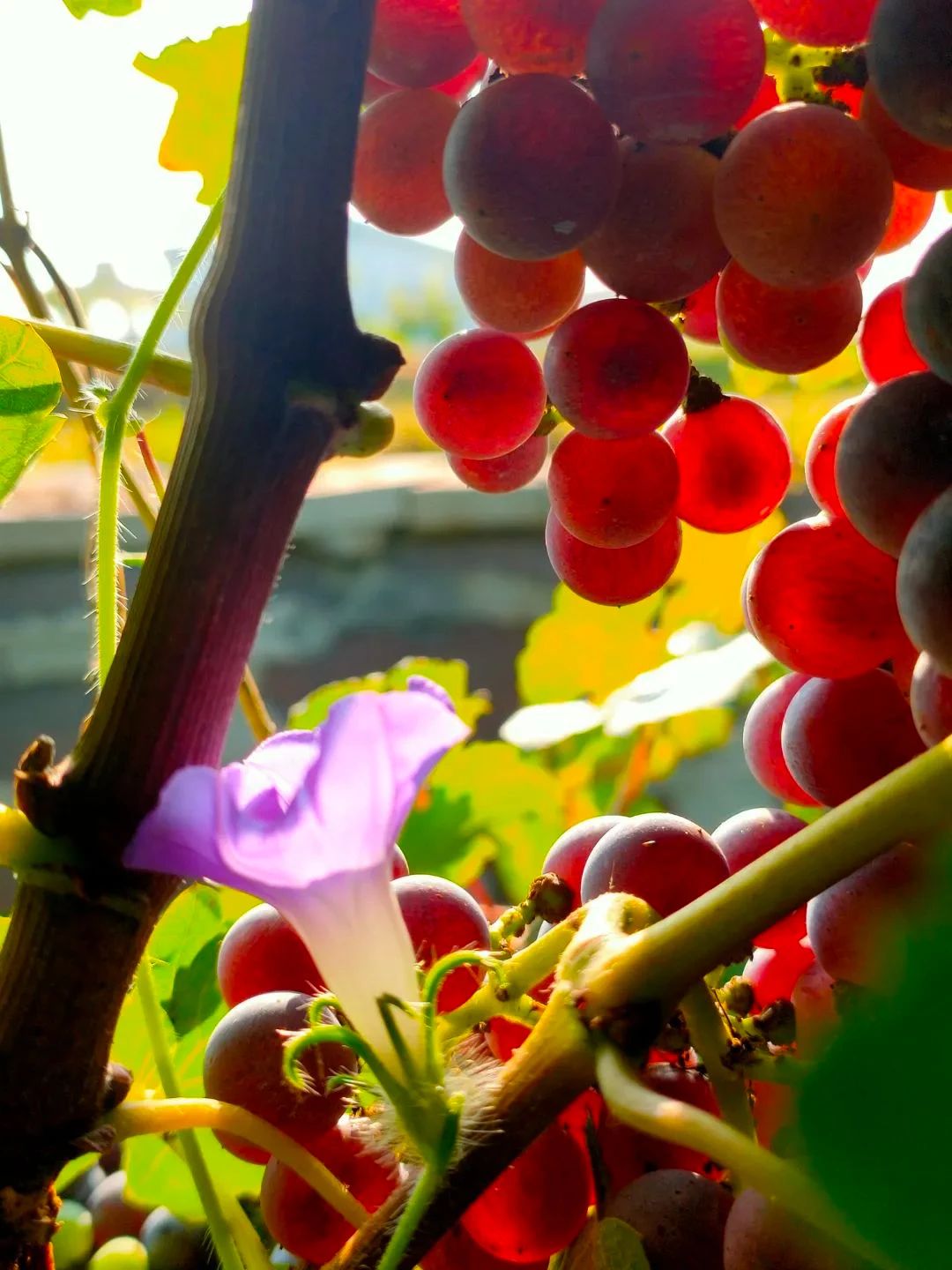 17113530711606.jpg 4f8f66359dffcf60966d13e4f99bae02.jpg